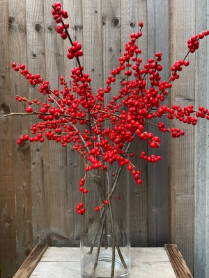 Ilex (Holly Berries)