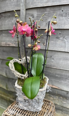 Valentine Orchid planter