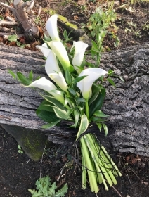 Hand tied bunch of Calla lilies