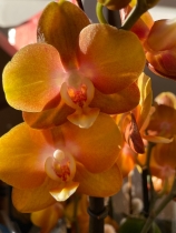 Phalaenopsis Orchids in bark container