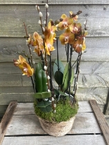 Phalaenopsis Orchids in bark container