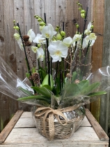 Rustic Orchid planter