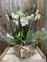 Rustic Orchid planter